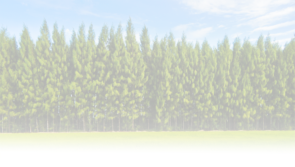 Wpa 360 335 0208 Wpa@westernpallet - Forest (1000x567), Png Download
