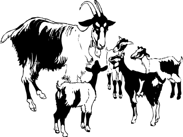 Goat Clipart Family - Goats Clipart Black And White (640x480), Png Download