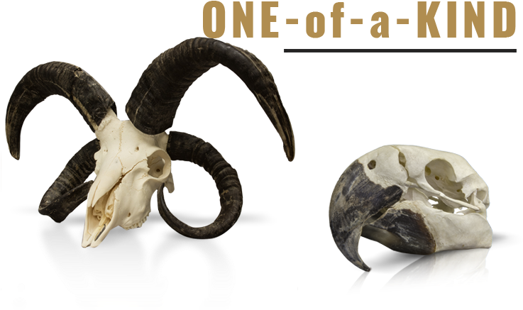 One Of A Kind Products - Horn (787x452), Png Download