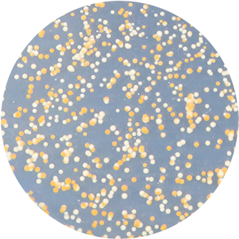 Yeast After Mating Cultivated On The Sc His Plate - Circle (442x420), Png Download