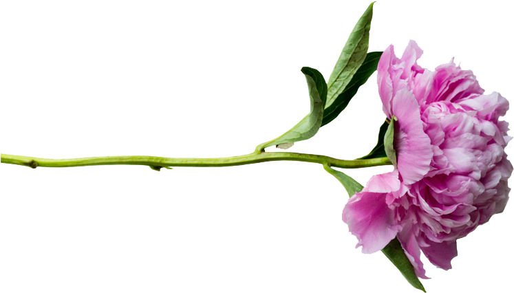 Peonies Png Transparent - Flower Png Transparent Stem (800x533), Png Download