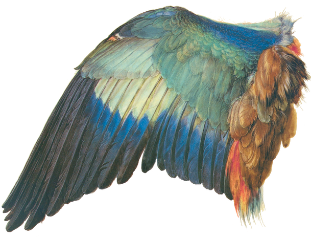 Dürer - Wings Of The Bird (608x480), Png Download