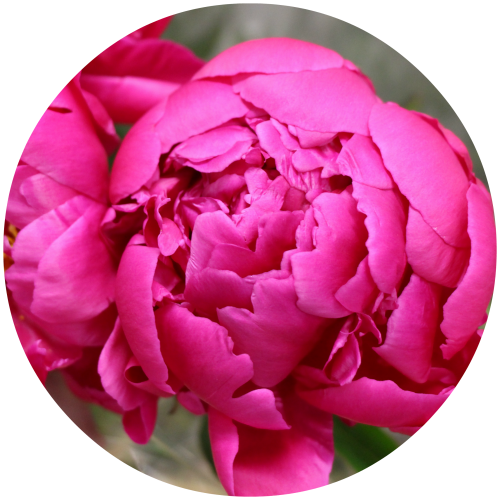 Peonies - Common Peony (500x500), Png Download