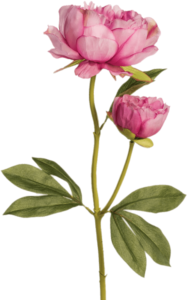 Two Pink Peonies - Flower (900x1124), Png Download