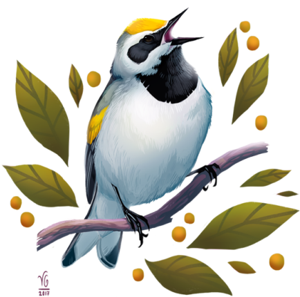 Golden-winged Warbler For The Clo - Bird (500x500), Png Download