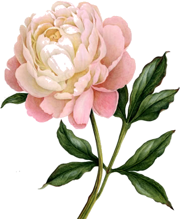 Peonies, U 2634904149, Fascinating Aljanh - Tesco Bella Placemat 4pk (399x491), Png Download