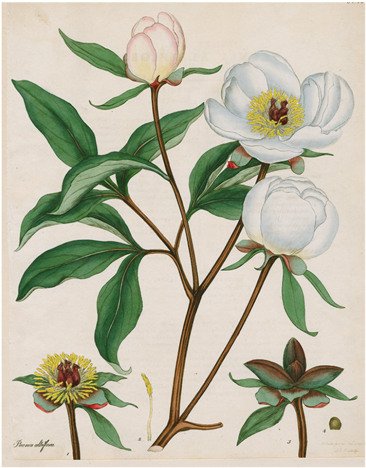 Ariel Paeonia Albiflora Fine Art Print By Henry Andrews (480x480), Png Download