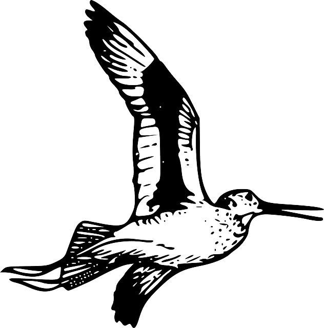 Feather, Bird, Wing, Fly, Animal, Tail, Beak, Wings - Bird (632x640), Png Download