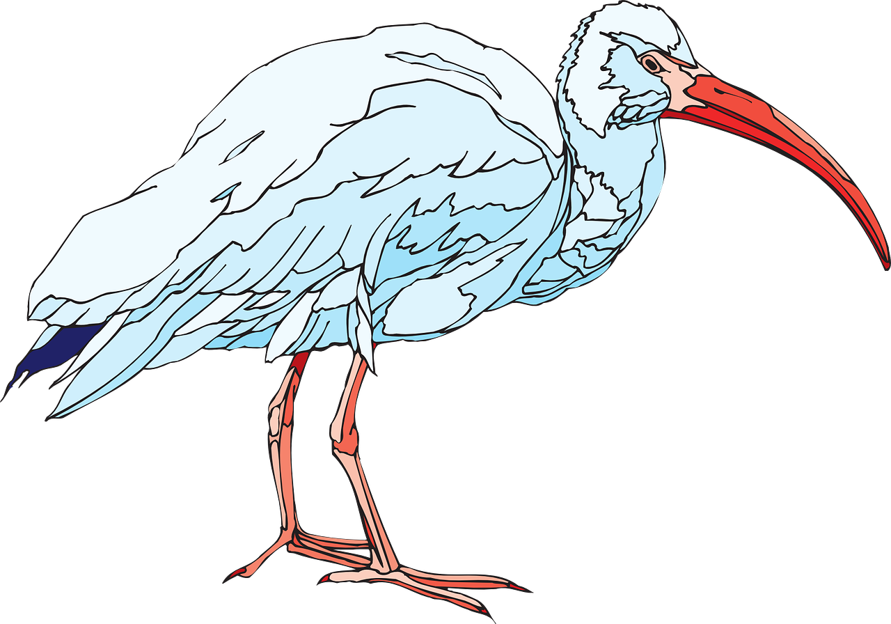 White Bird Wings - Ibis Clipart (1280x896), Png Download