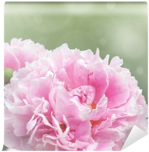 Peony (400x400), Png Download