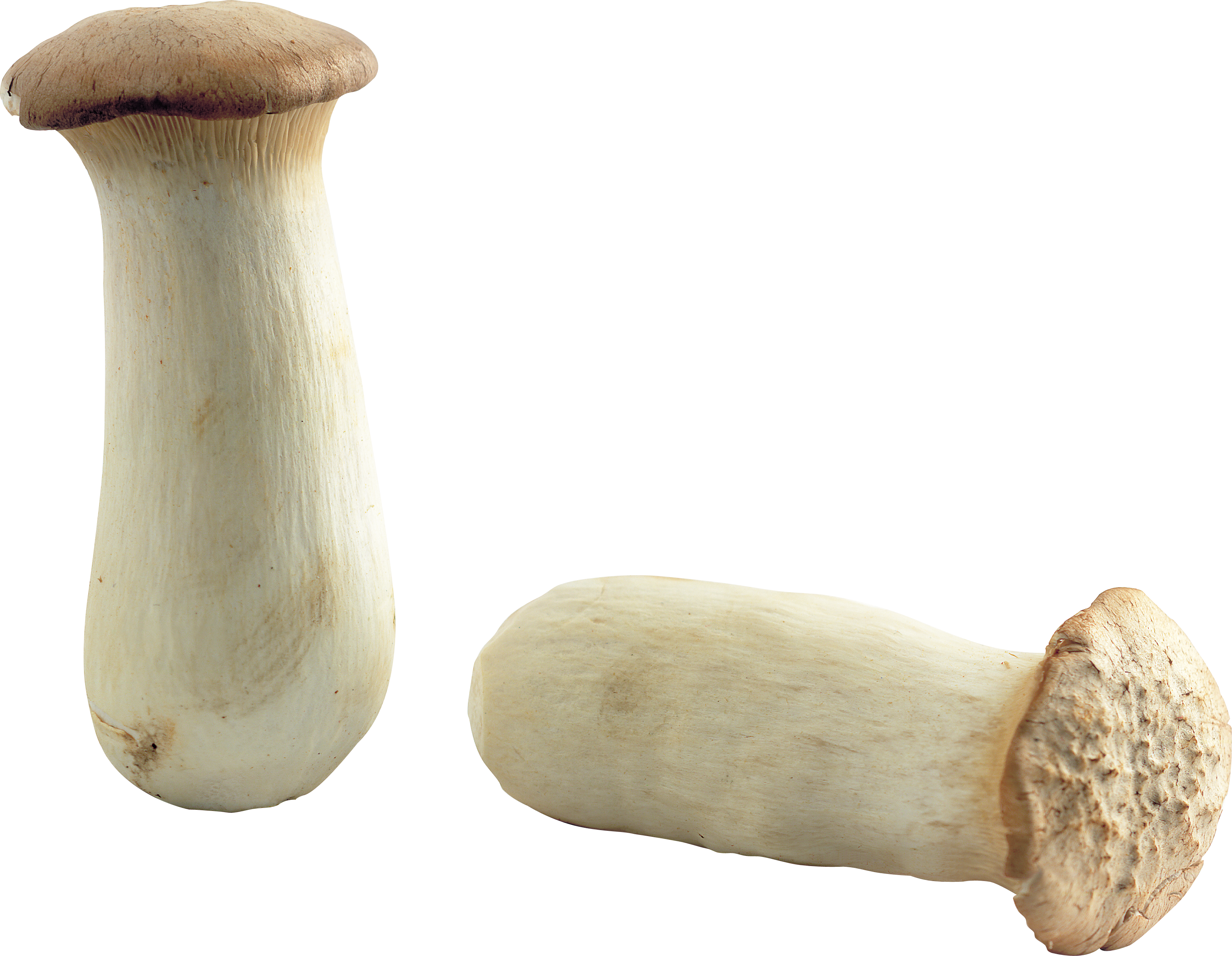 Mushroom Png Image - Mushroom (3286x2551), Png Download