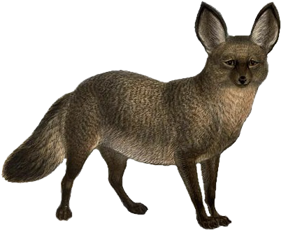 Dogs, Jackals, Wolves, And Foxes Bhl19827472 White - Bat Eared Fox White Background (420x339), Png Download