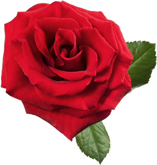 Large Red Rose Png Clipart - Large Red Rose (533x800), Png Download
