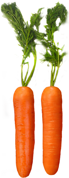 Carrot Plant Png (223x585), Png Download