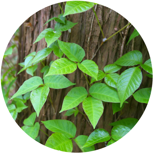 Poison-ivy - Poison Ivy (500x500), Png Download