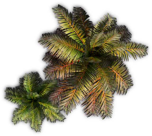 Palm E - Palm Tree Dundjinni (704x590), Png Download