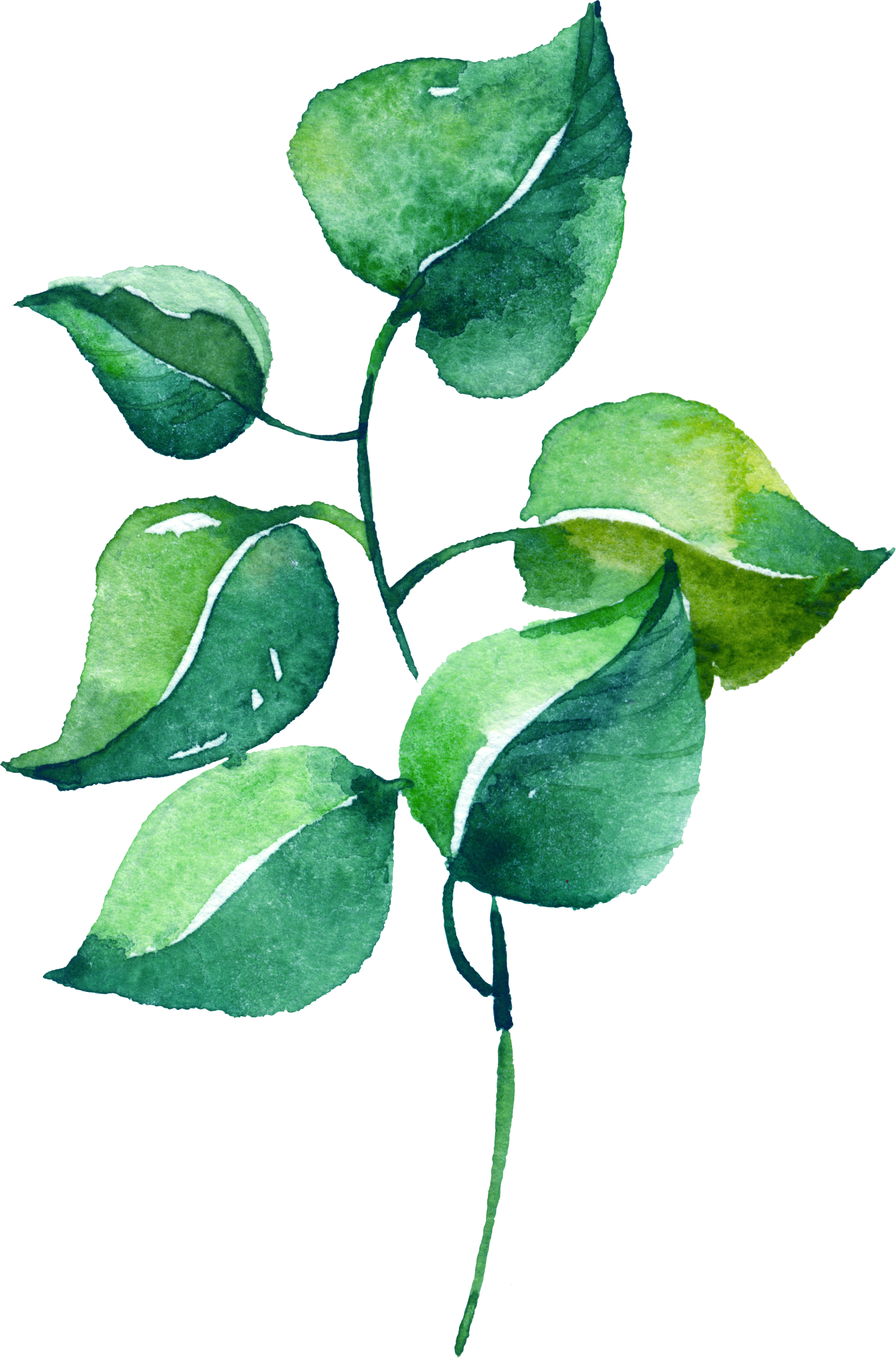 Watercolor Silver Leaf Eucalyptus Branch Png Free - Lavender Flower Watercolor Poster Print Wall Art Home (1589x2407), Png Download
