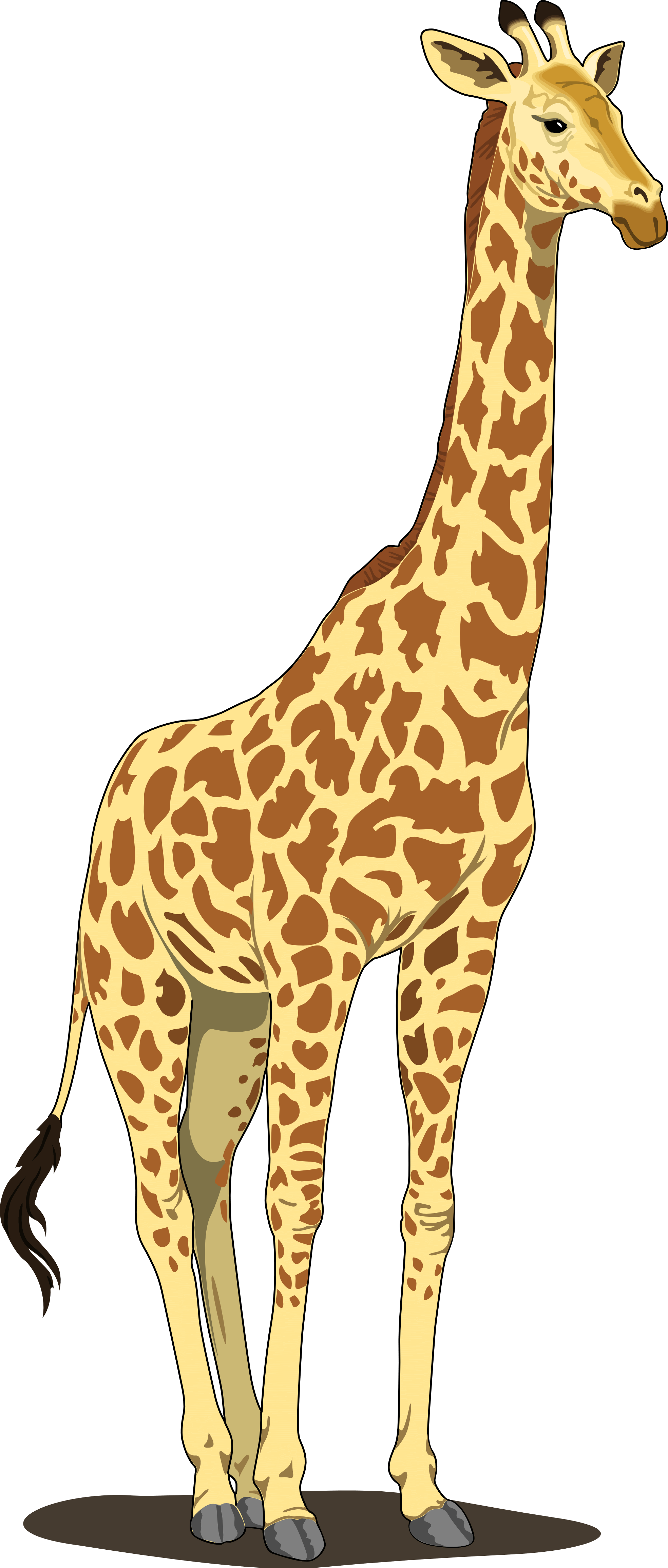 Giraffe - Giraffe Clipart Png (1969x4622), Png Download