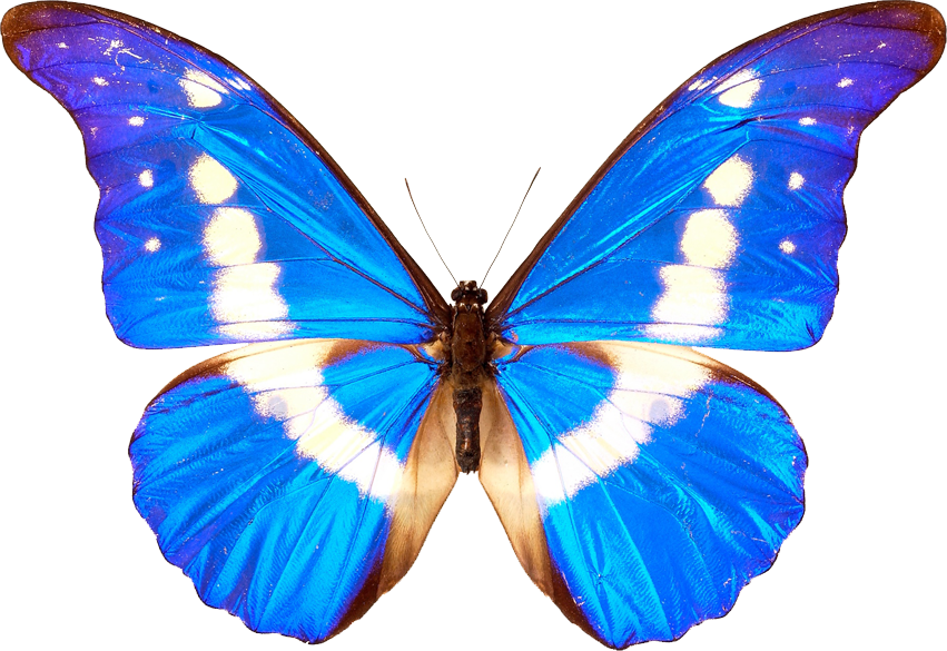 Blue Butterflies Png - Simple Student Ministry (851x585), Png Download