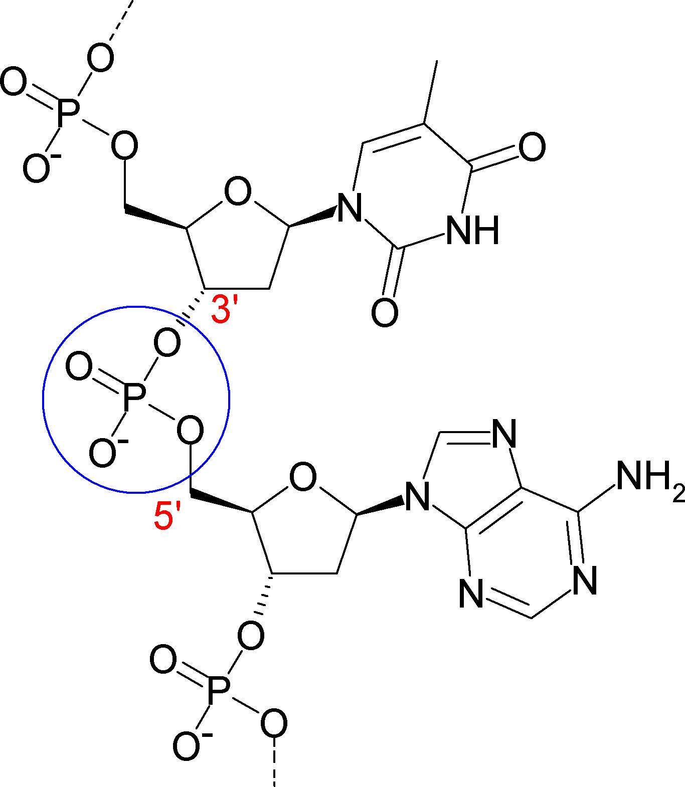 Phosphodiesterbond Of Dna - 2 Nucleotides In A Polymer (1366x1570), Png Download
