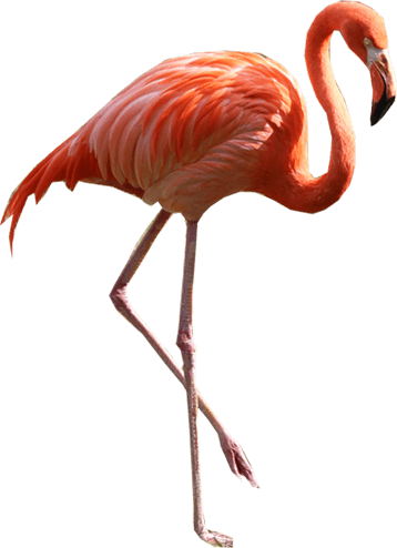 Flamingo Png (358x494), Png Download