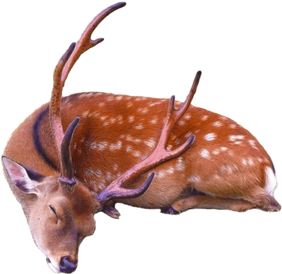 Animals - Deer - Sleeping Deer Png (415x402), Png Download