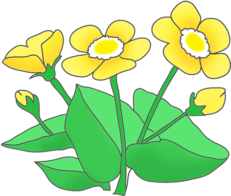 Buttercups Clipart, Orange Flowers - Flower (472x401), Png Download