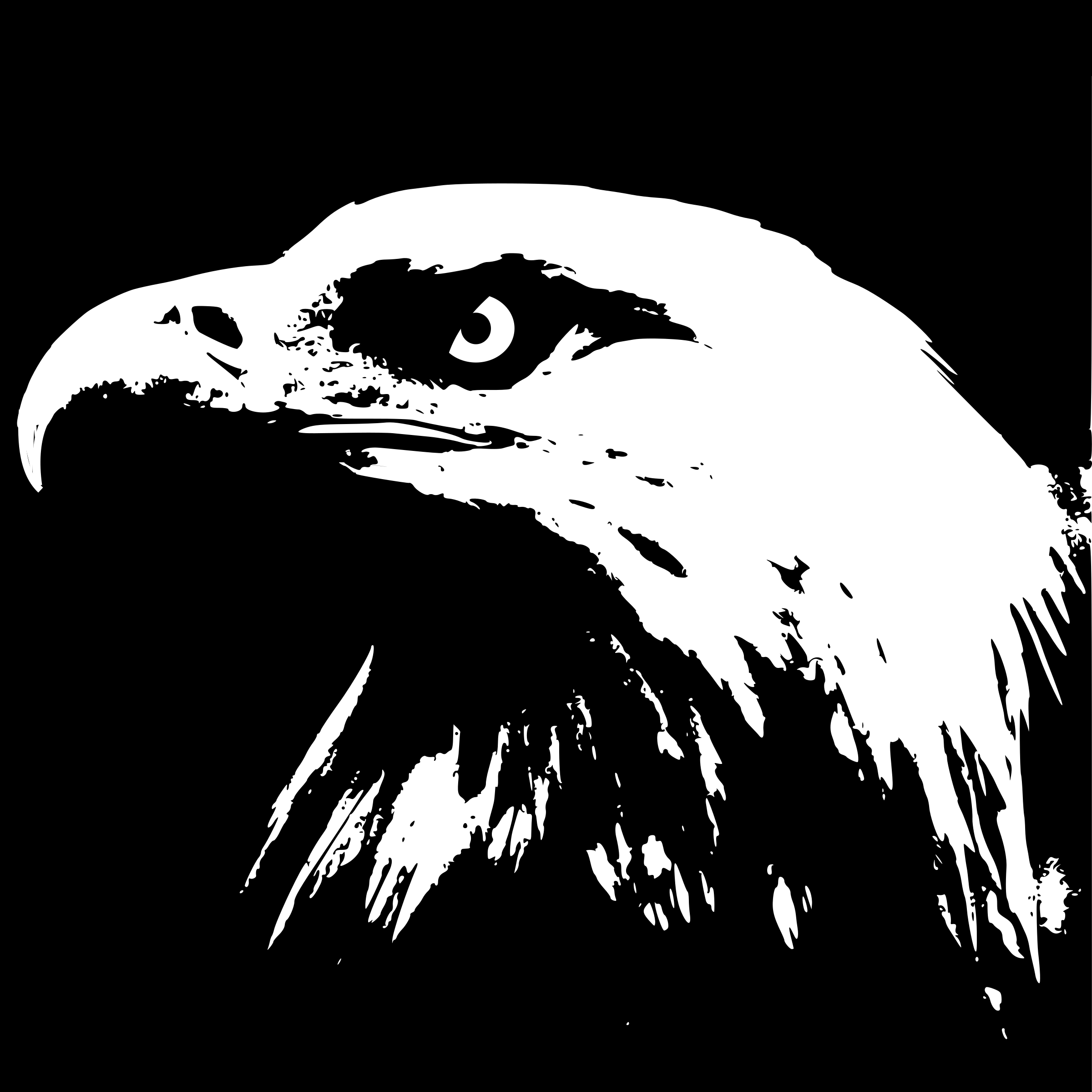 Big Image - Gambar Kepala Elang Hitam Putih (2400x2400), Png Download