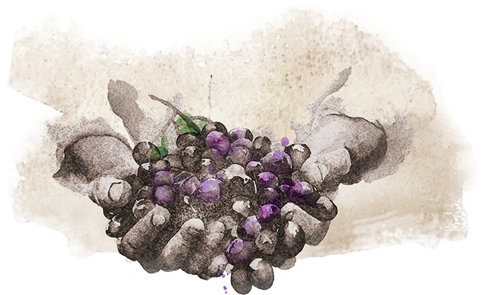 -derek Barnett - Grape (746x480), Png Download