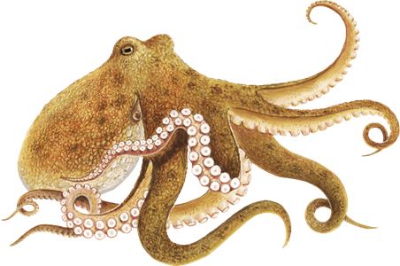 Octopus Png Transparent - Octopus Png (452x300), Png Download