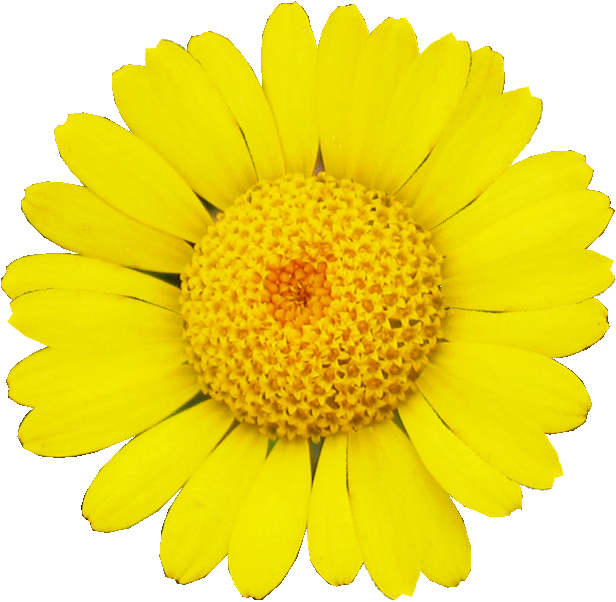 246 × 240 Pixels - Flower No Background Yellow (493x480), Png Download