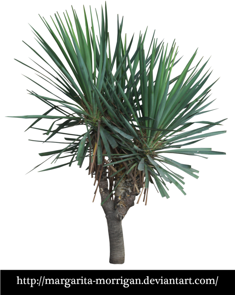 Yucca By Margarita-morrigan Margaritas, Photoshop, - Agave (782x1022), Png Download