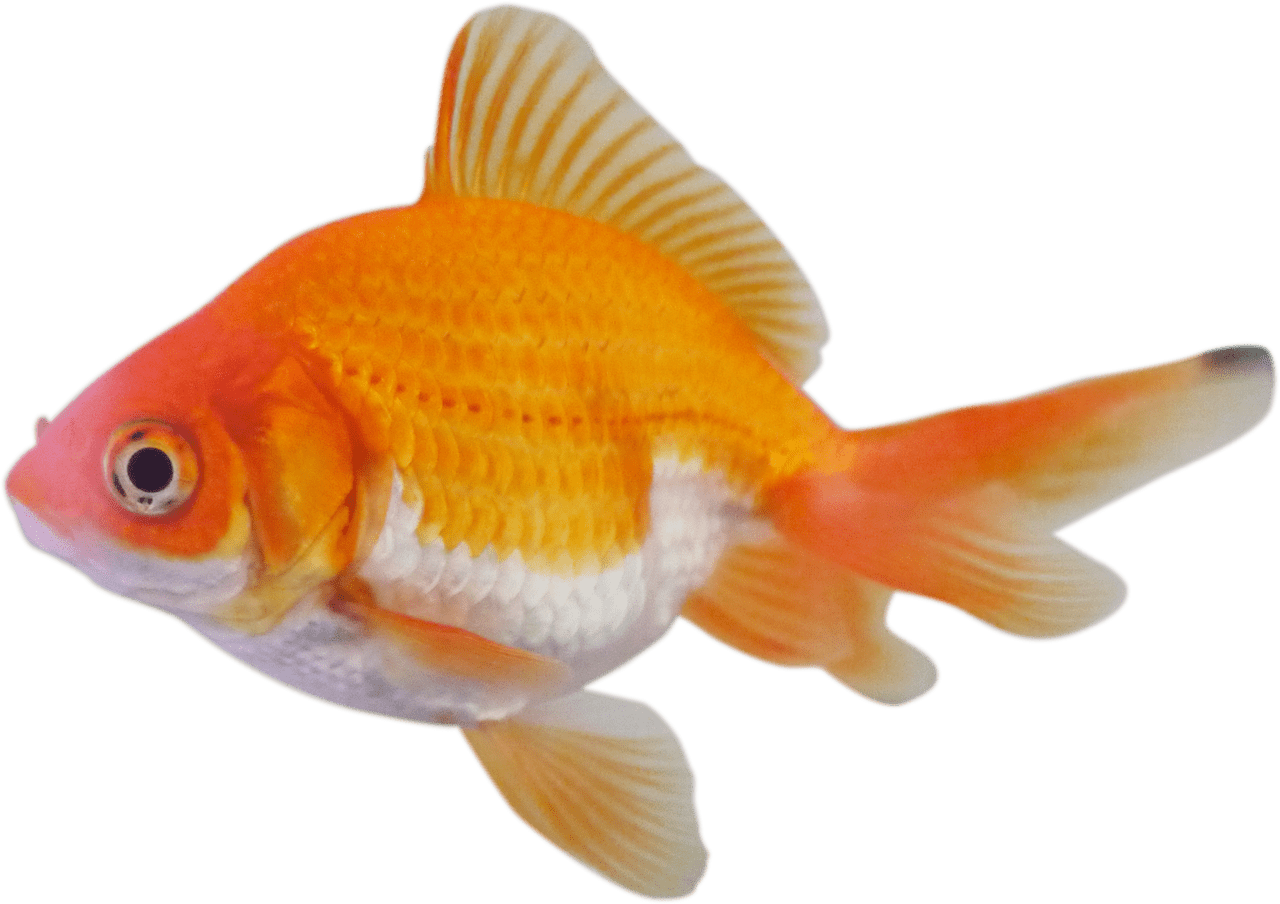 Goldfish - Peixe Kinguio Png (1280x904), Png Download