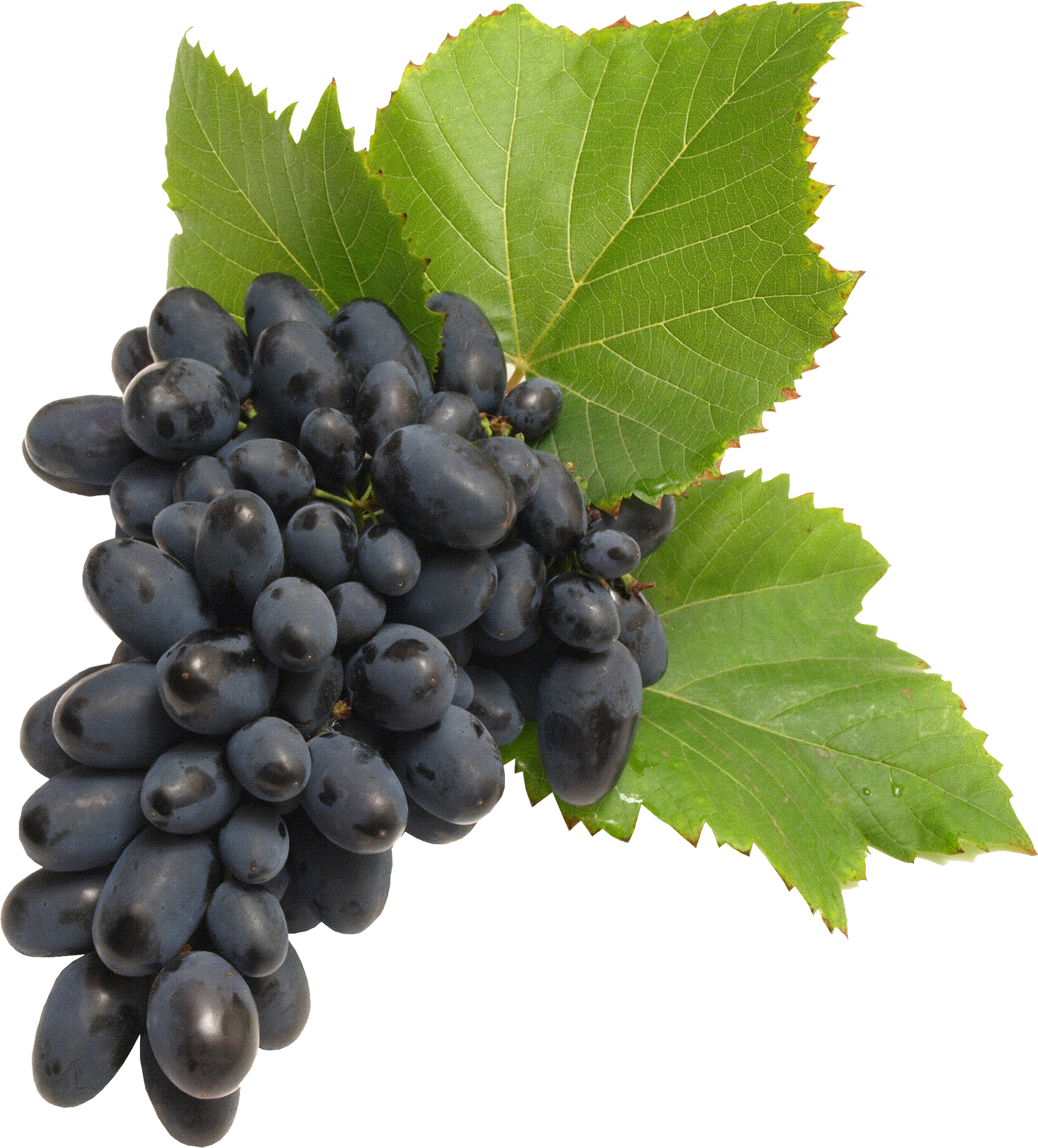 Black Grapes Png Image - Transparent Grapes (2138x2363), Png Download