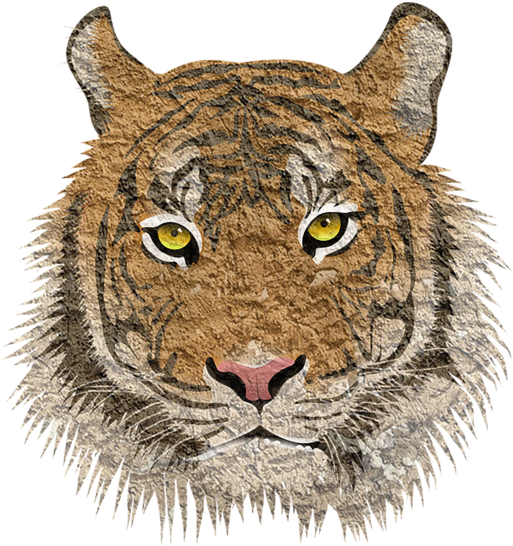 Tiger Cat Animal (1066x1280), Png Download