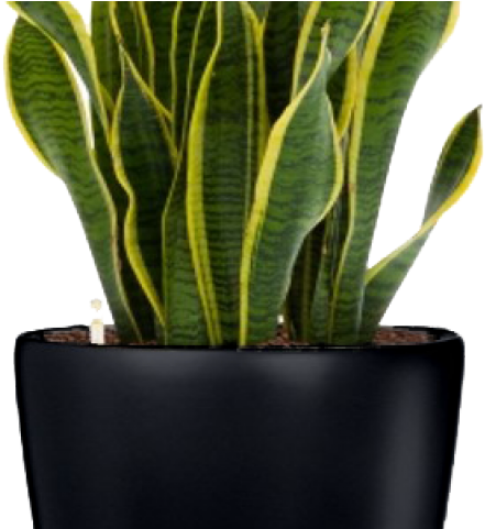 Plants Png Transparent Images - Portable Network Graphics (640x480), Png Download