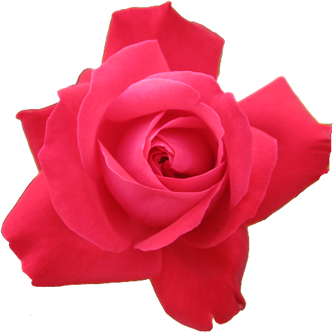 Red Rose Transparent Isolated - Flower Png Images No Background (500x489), Png Download
