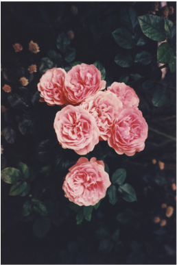 Handtown - Flowers Pink Tumblr Lockscreen (271x447), Png Download