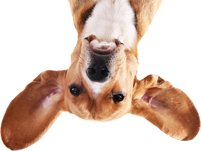 Paws A While - Essential Oils Safe Pets (410x308), Png Download