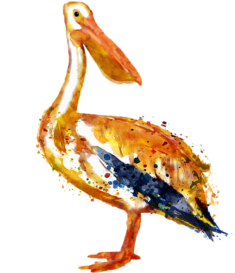 Click And Drag To Re-position The Image, If Desired - Pelican Watercolor Painting (600x600), Png Download