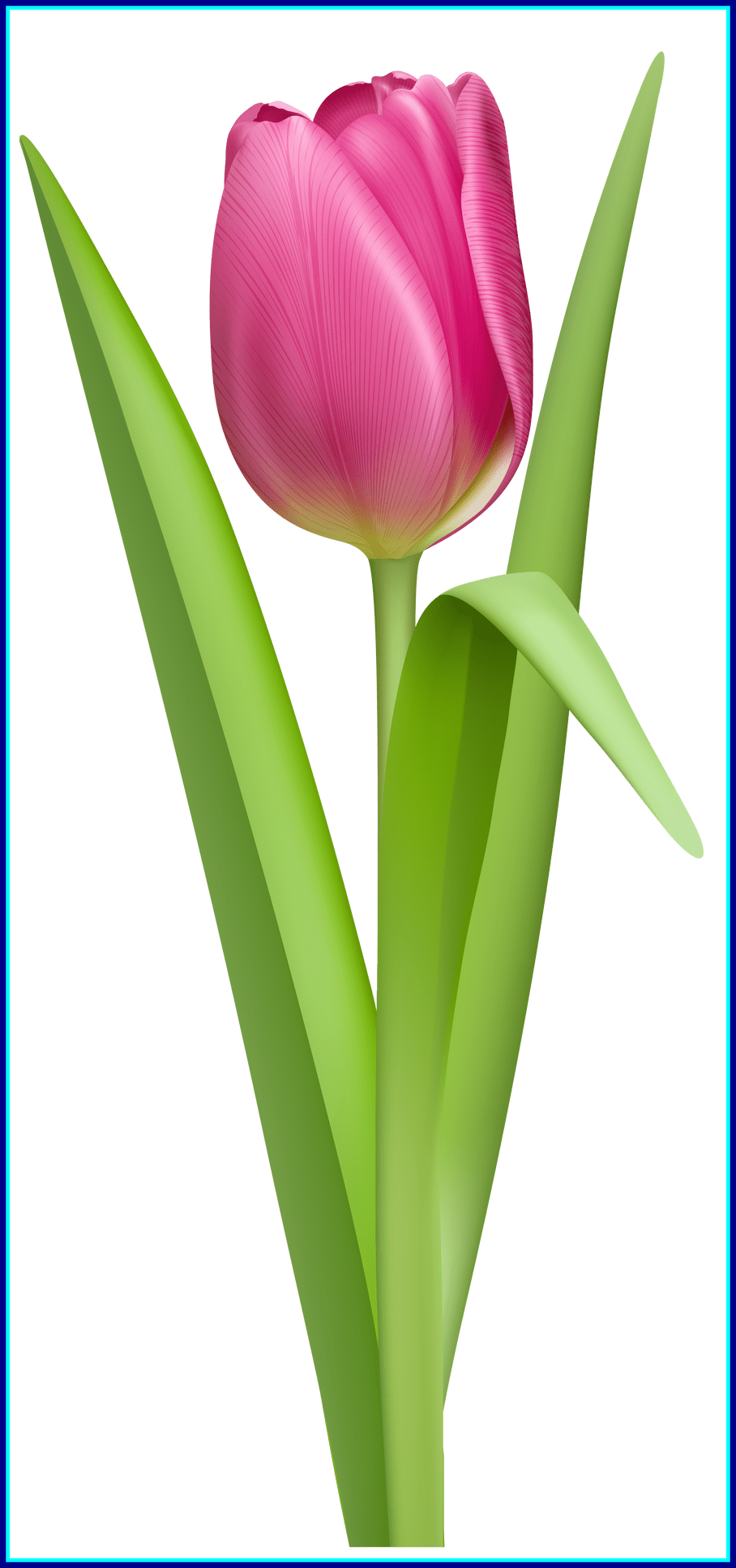 Amazing Tulip Clipart No Background Flower Pink Of - Tulipe Png (908x1934), Png Download