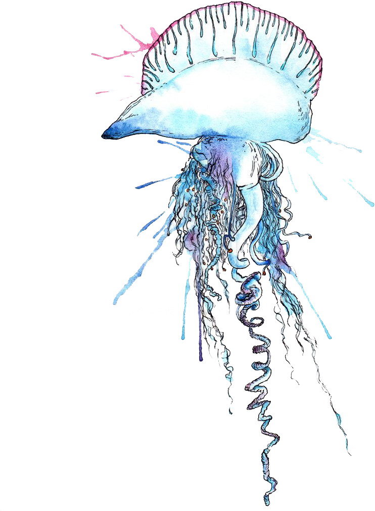 Free Png Blue Bottle Jellyfish Png Images Transparent - Portuguese Man O War Vector (480x683), Png Download