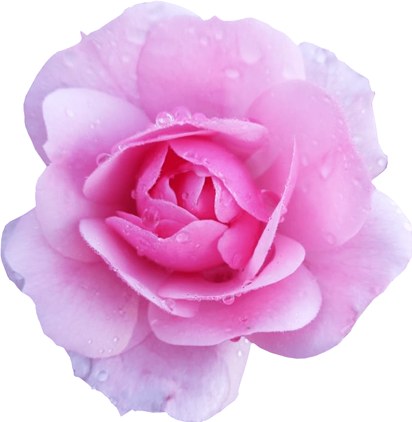 Flower Image Transparent Background Pink Rose Flower - Rose (850x890), Png Download