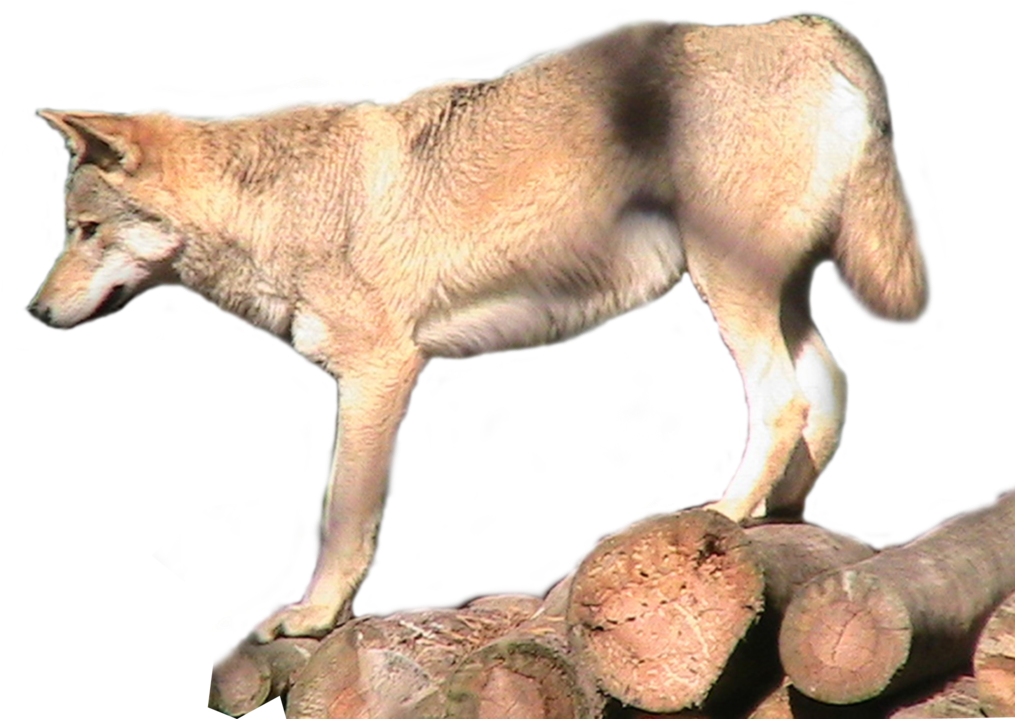 Grey Wolf Png Transparent Image - Wolf (1024x740), Png Download