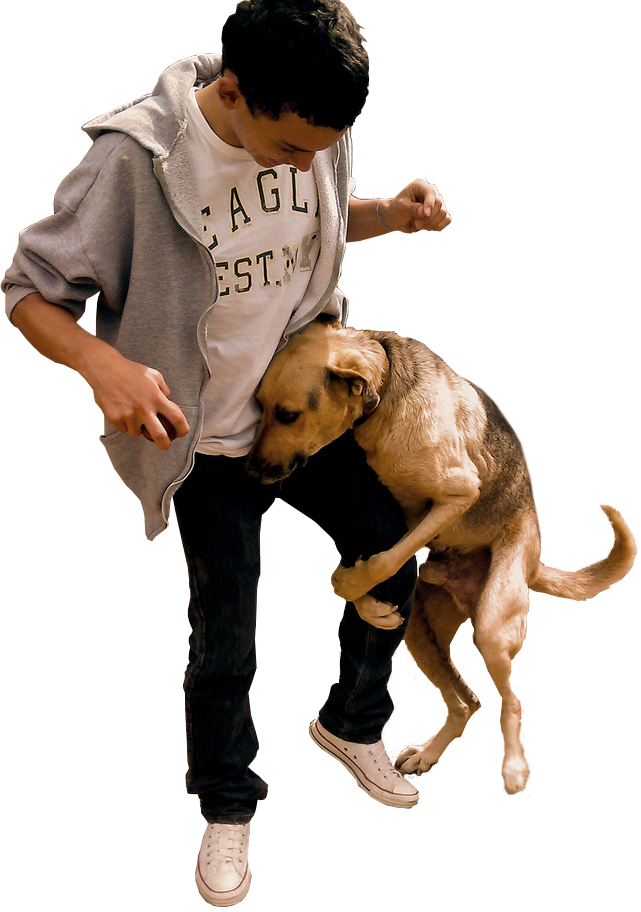 Dog Humping Dog - Dogs Humping Png (641x912), Png Download