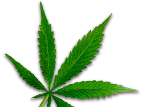 Weed - Maconha (465x353), Png Download