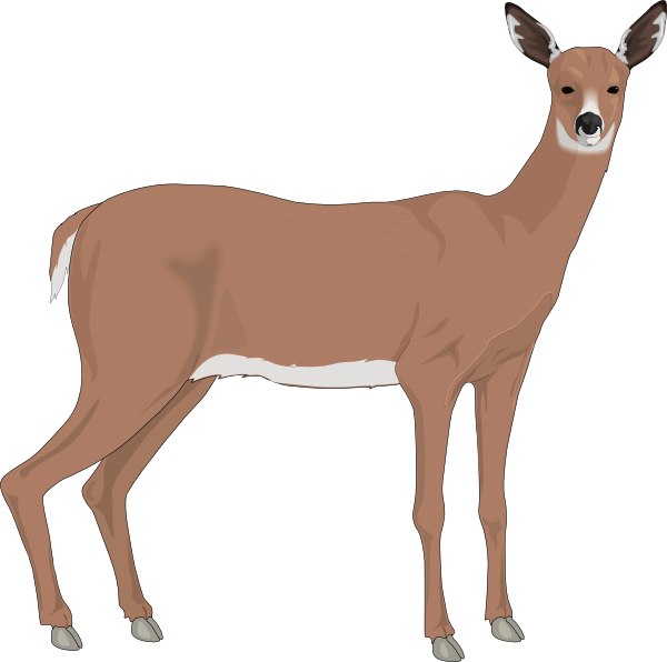 Staring Deer Png, Svg Clip Art For Web - Doe Deer Clip Art (600x596), Png Download