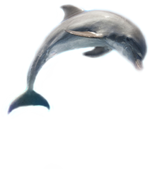 Dolphin (480x546), Png Download
