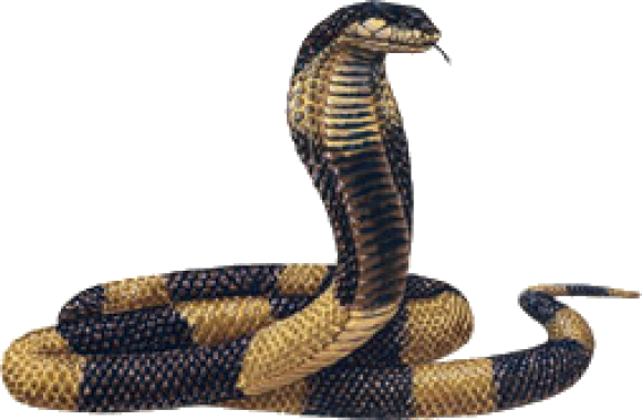 King Cobra Png Transparent Image - Egyptian Cobra (580x380), Png Download