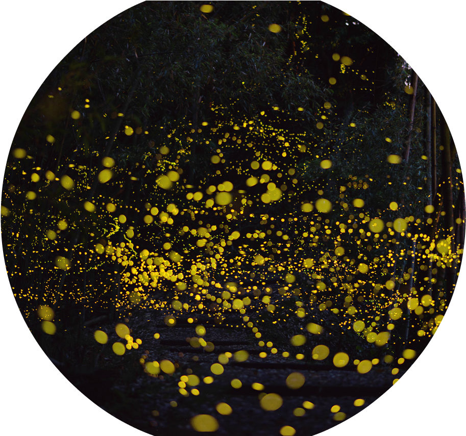 Fireflies By Tsuneaki Hiramatsu 4 - Oak Ridge Wildlife Management Area Firefly (1280x854), Png Download